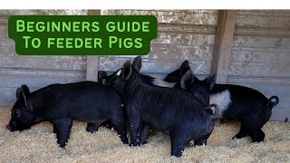 How to start raising pigs! 4 Simple things by Broken Arrow Farm 473 views 2 weeks ago 7 minutes, 1 second