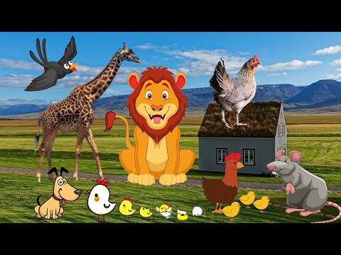 ANIMAL SOUNDS - TIGER, CHICKEN, LION, SEAGULL, GOAT, COW, DOG, FROG, EAGLE..