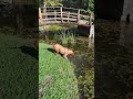 Čišćenje jezera  #vizsla #dog #belgrade #serbia
