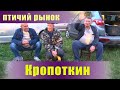 Птичий рынок. Кропоткин. Часть 2. [25.09.2022]