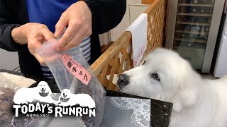 ルンルンおやつねだりプロフェッショナルの実力を発揮する　Great Pyrenees　グレートピレニーズ