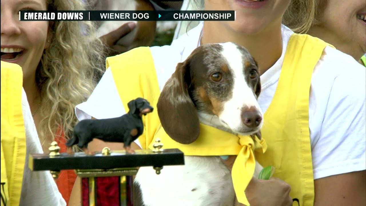 2022 Wiener Dog & Wiener Wannabe Races - YouTube