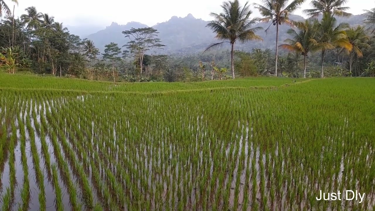 Relax!! Seeing the View of the Rice Fields in the Afternoon Soothes the Soul