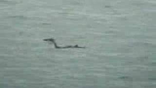 Long-Billed Murrelet