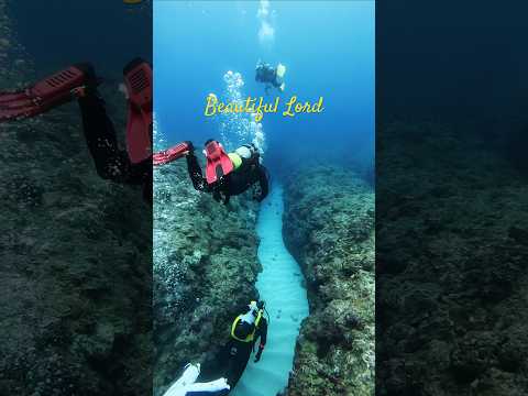 걸어갈껄 ㅋ 이렇게 아름다운 산책로가❤️ -#더잘난 #travel #scubadiving #번개맨 #underwater #nature #씨앤소울 #발롱블랑 #요나구니섬 #<strong>flex</strong>