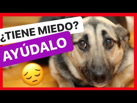 Video: ¿Cómo ayudar a un perro asustado?