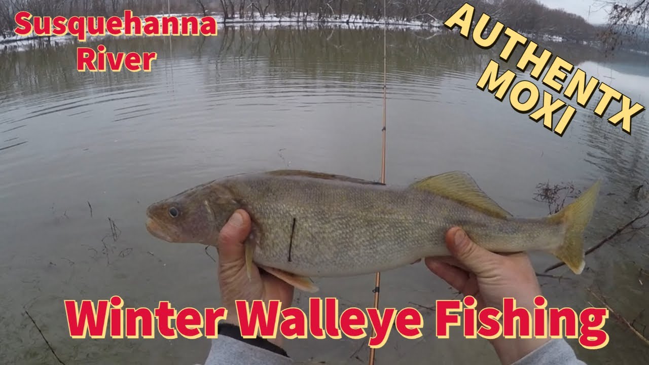 Winter Walleye Fishing- Catching Walleye with AuthentX Moxi Soft Plastics