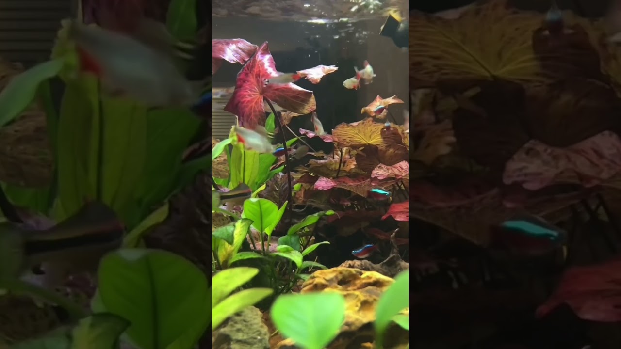 My Planted Aquarium Is Bursting With Color! #shorts