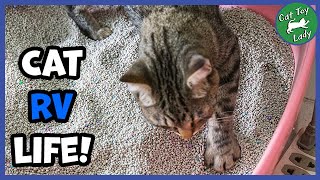 Where To Put A Litter Box In a RV