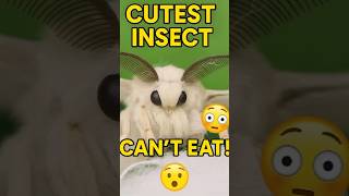Silk Moth: The Cutest Insect Can’t Eat?! 😲 #shorts