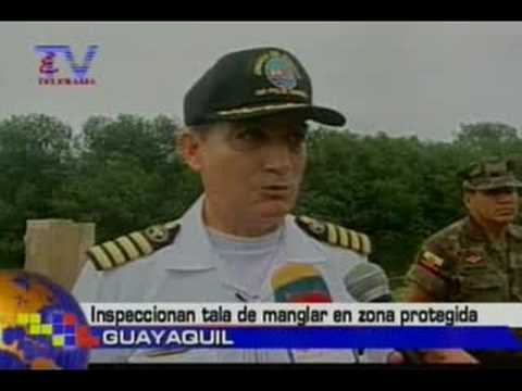 Inspeccionan tala de manglar en zona protegida