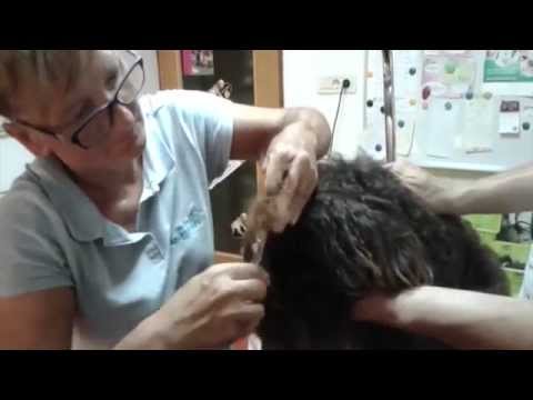 Videó: Milyen kezelések a lábfájdák és élesztők számára a kutyákban?