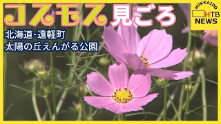 夏の暑さ乗り越え…「太陽の丘えんがる公園」日本最大級のコスモス畑　観光客らでにぎわう　北海道・遠軽町