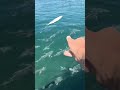 Feeding MONSTER Fishрџ Ї Feeding MONSTER Fishрџ Ї