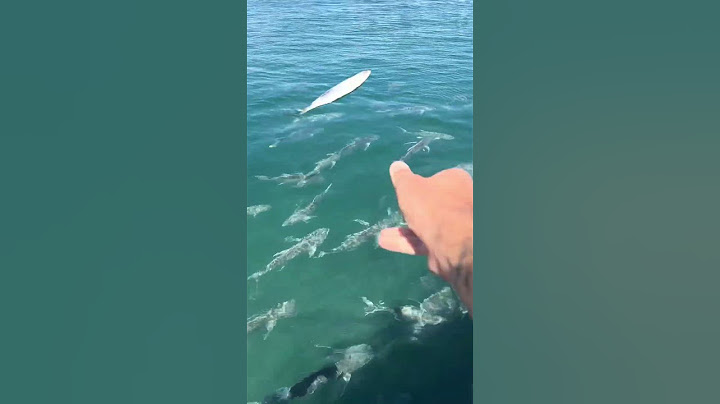 Feeding MONSTER Fish🤯