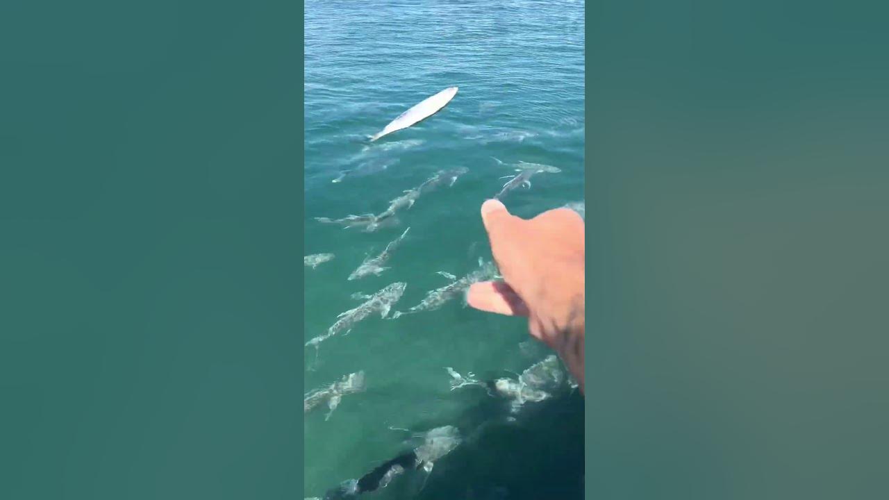 Feeding MONSTER Fish🤯
