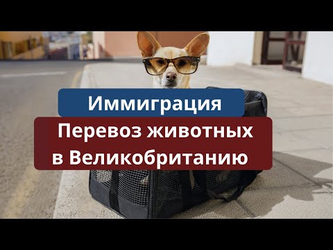 Основные правила перевоза домашних животных в Великобританию