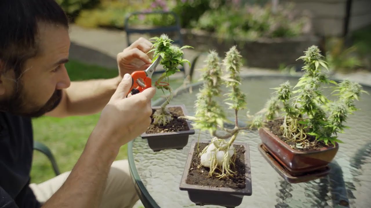 My Cannabonsai Story