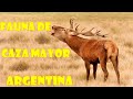 FAUNA DE CAZA MAYOR ARGENTINA