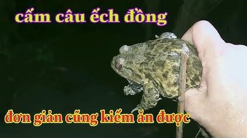 cắm câu ếch đồng bằng mòi ốc bươu vàng miền tây # fishing @cuocsongmientayvlog5346