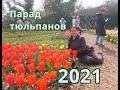 Парад тюльпанов 2021! Никитский ботанический сад! Магнолия цветет!
