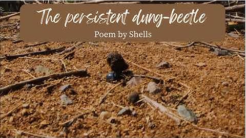 The persistent dung beetle