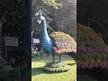 TuHiArmaan #shortvideos  #ViralSong #beautiful #Gardan #shortsviral #FlowerPhotography  #india #ksa💖