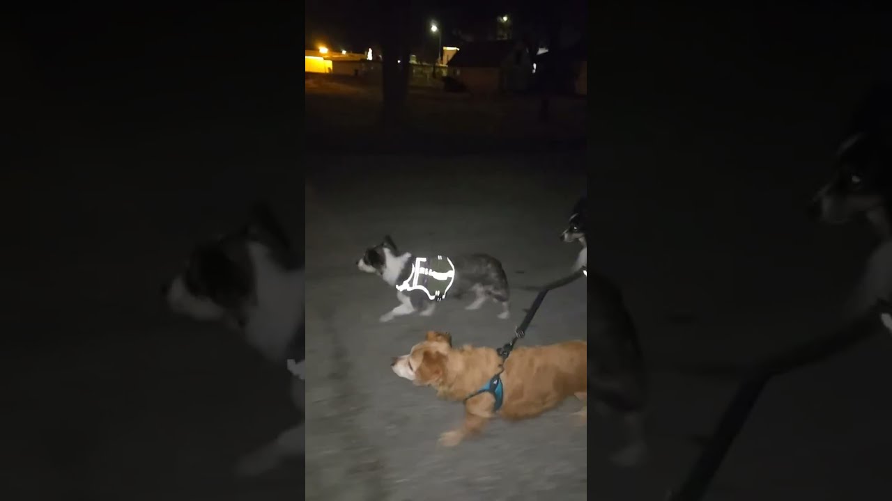 Lucy takes the boys on a walk. 