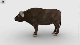 African Buffalo (Syncerus Caffer) 3D model by 3DModels.org