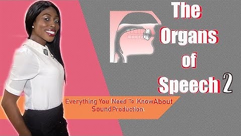 The Organs Of Speech And Their Functions Lesson 2: Everything You Need To Know | Speech Production