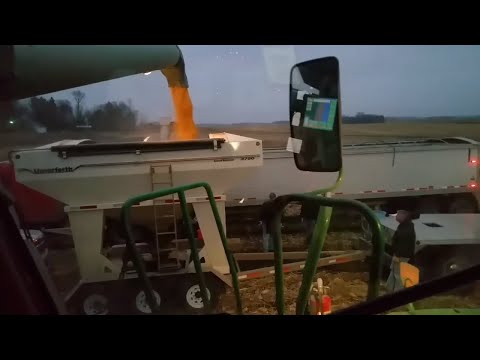 Harvesting Our Corn Test Plot