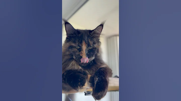 Video 11052991: maine coon cat, maine coon kitten, white maine coon, giant cat, cat eating, funny cat, cute kitten