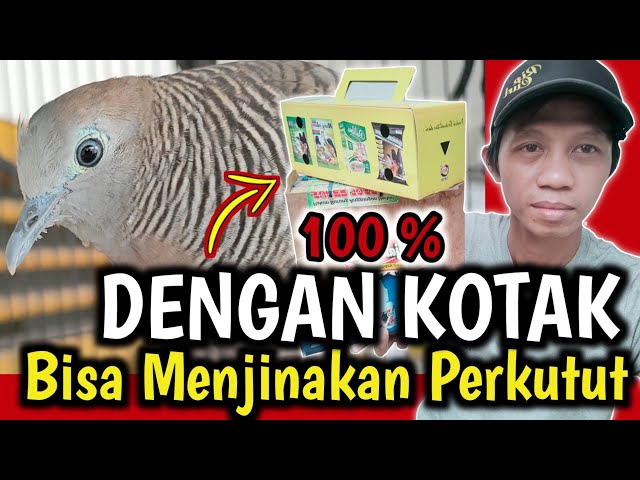 Cara Menjinakan Perkutut Lokal Ombyokan 100% AMPUH. class=