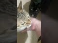 猫が不足しました #cat #猫
