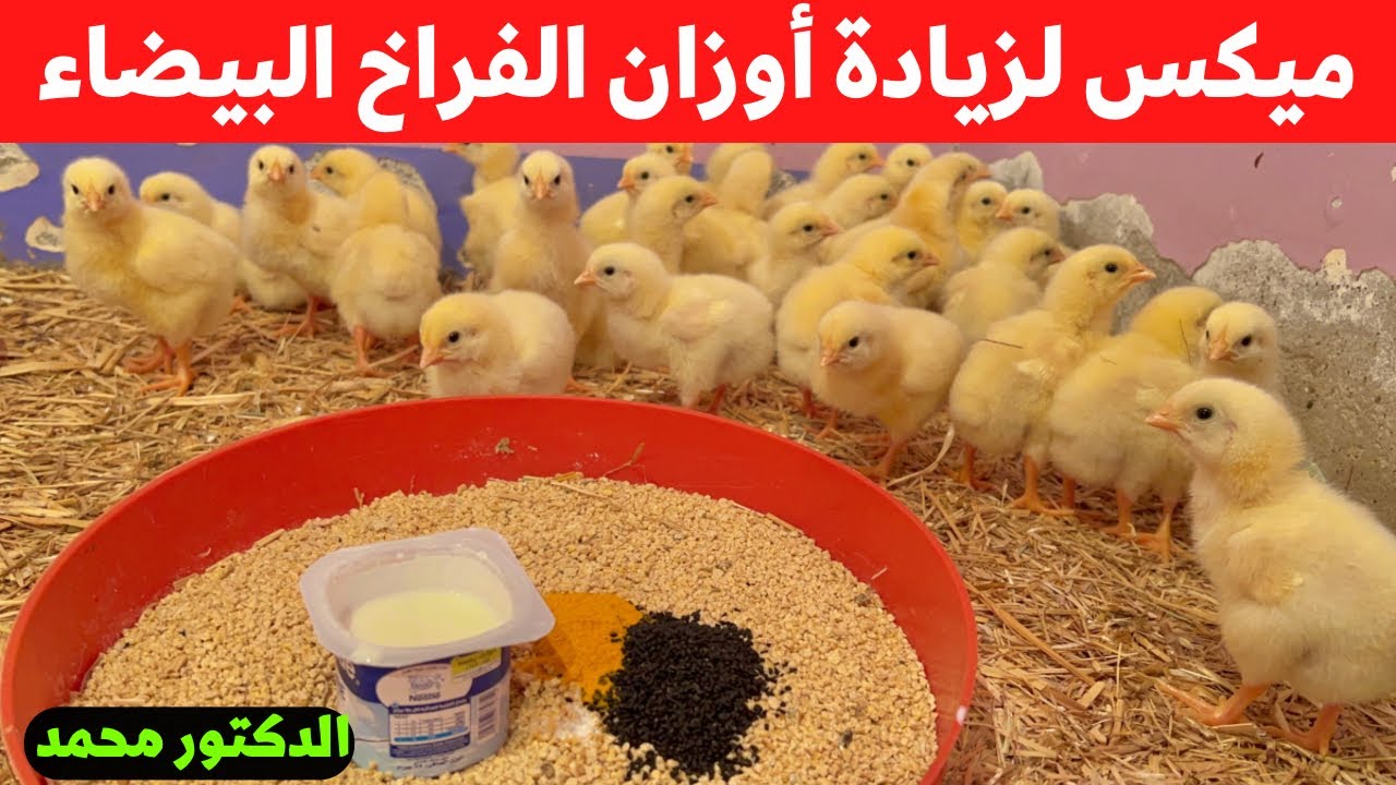 عمر٣/ ميكس لتسمين وزياده وزن الكتاكيت وزياده الحيوية ورفع المناعه كل دا بي ٥ جنيه