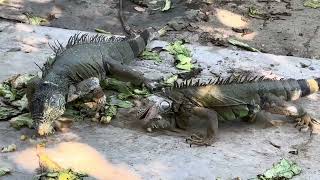 Iguanas of Manzanillo, January 16, 2024