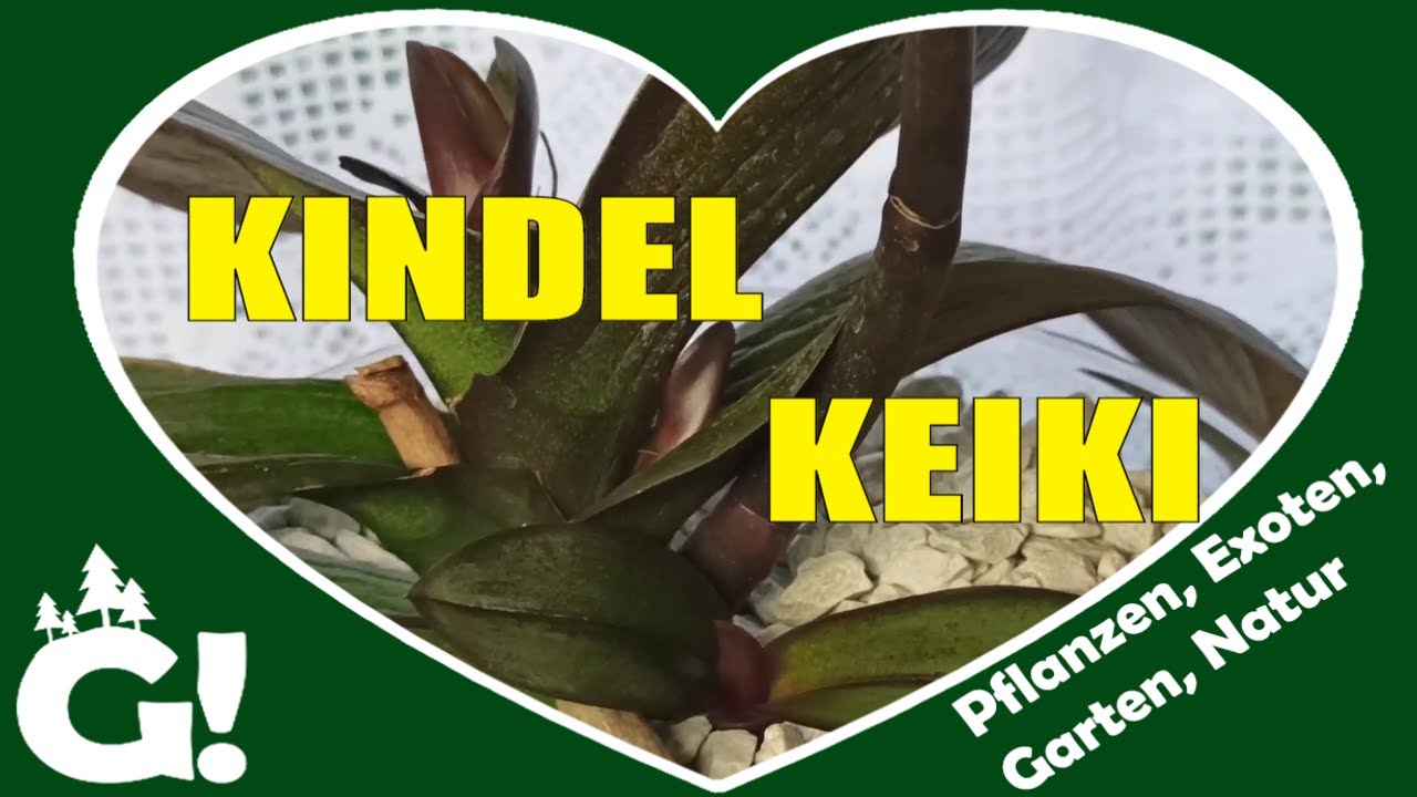 Phalaenopsis-Kindel erkennen: Blatt, Wurzel oder neuer Blütentrieb?
