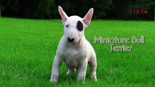 Top 10 EnergeticTerrier Dog Breeds by Animal Fire TV 308 views 5 years ago 5 minutes, 28 seconds