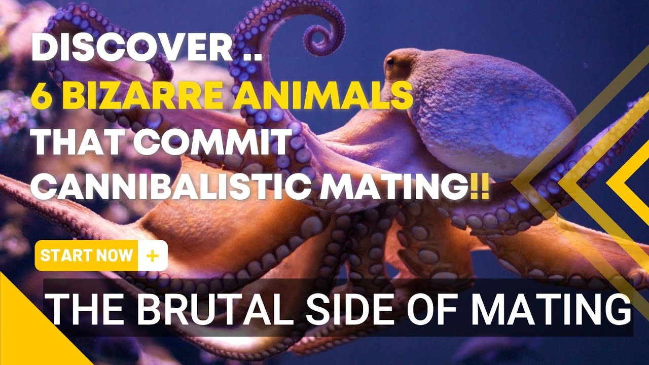 Animals That Eat Their Mating Partners Mantis Mating 6 Animal That animals-that-eat-their-mating-partners-mantis-mating-6-animal-that