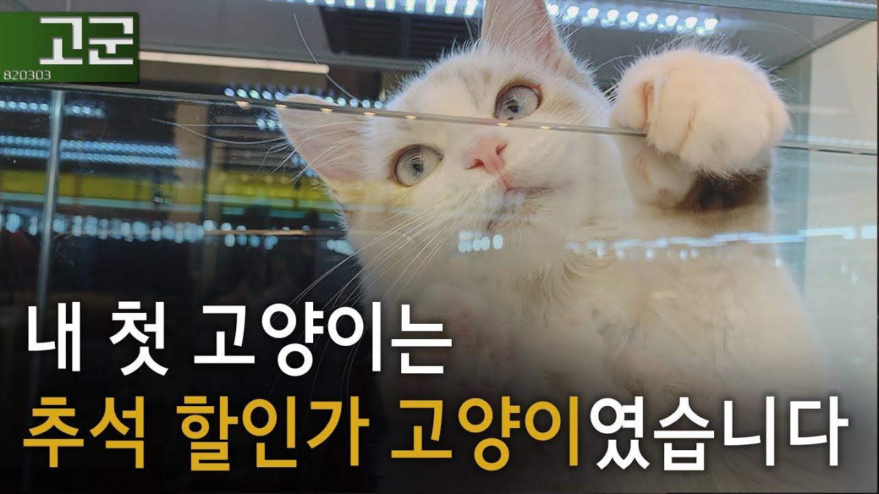 가슴 아팠던 내 첫 고양이 입양기 l 펫샵 없어질 때도 되지 않았나요..