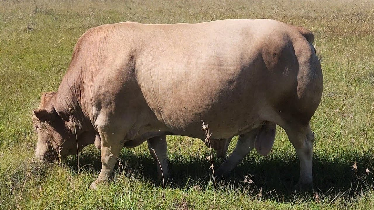 Bull condition AFTER breeding.