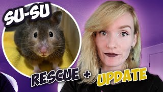 RESCUED Hamster from Facebook + Her Adoption UPDATE! | Su-Su's Story | Munchie's Place