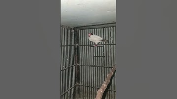 Fawn java breed pair #bird #lovebirds #java