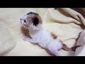 子猫赤ちゃん保護 ミルクを飲んでお腹がいっぱいのはなちゃん