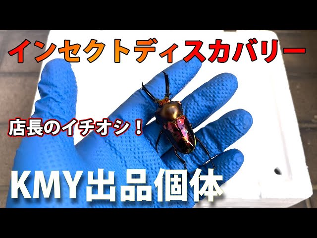 見逃し厳禁】インセクトディスカバリー出品個体紹介 - YouTube