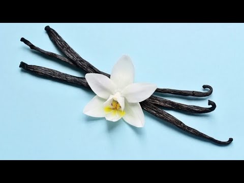 Video: 3 Cara Membuat Aroma Vanilla Menggunakan Ekstrak