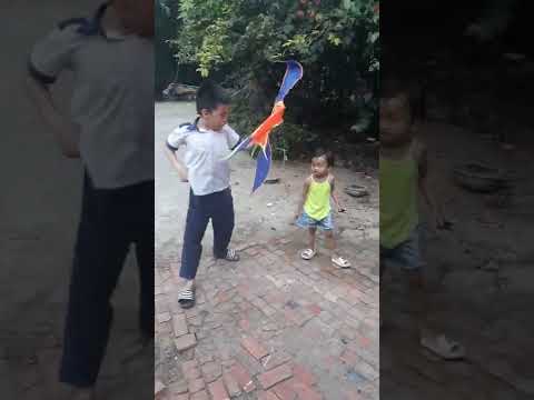 Video cá mập lên bờ - youtube