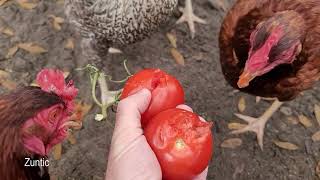 Chickens try tomatoes tomato. Will chickens eat tomatoes? by Zuntic 1,473 views 2 years ago 2 minutes, 11 seconds
