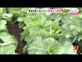 異常気象に負けない！静岡市で開発“救世主”キャベツ