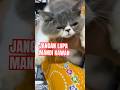 Jangan lupa mandi sobat #cat #kucinganggoralucudanimut #kucinglucubandung #kucinglahap #kucinglucu